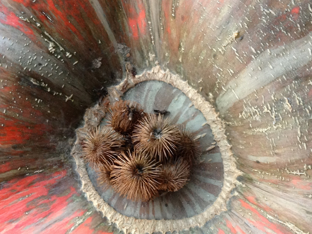 Plantlife - Photo by Beth Applegate Plantlife - Photo by Beth Applegate