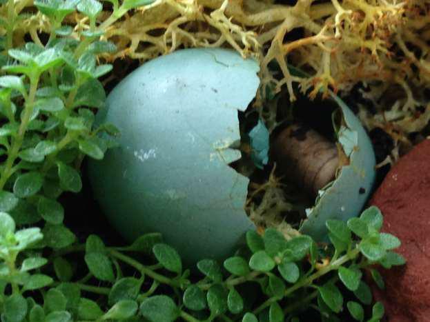 Bird Egg with Opening - Photo by Beth Applegate