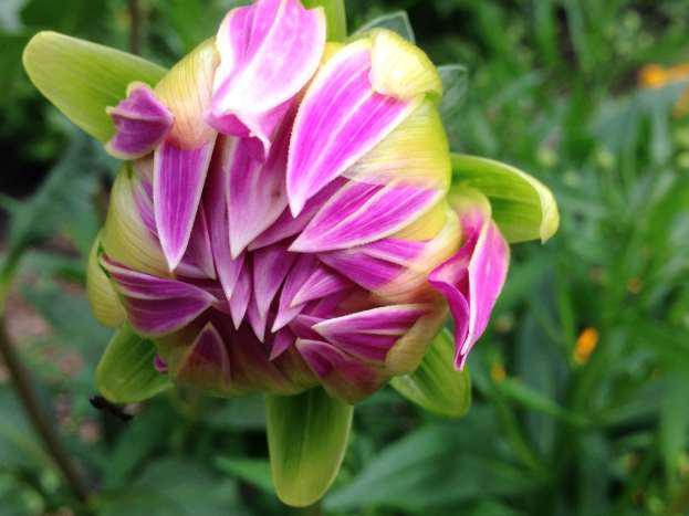 Pink Flower - Photo by Beth Applegate