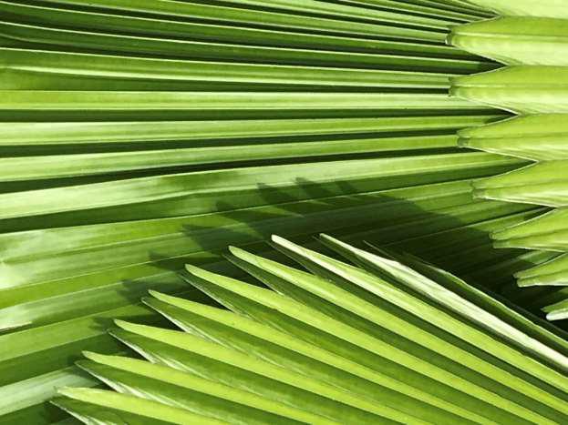 Plant Leaves - Photo by Beth Applegate Plant Leaves - Photo by Beth Applegate