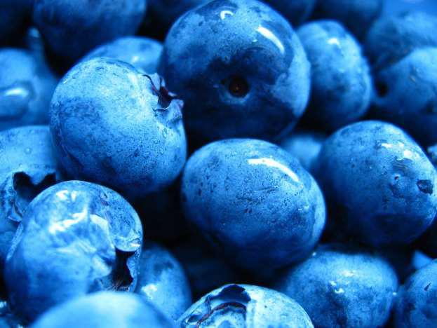 Blueberries - Photo by Beth Applegate