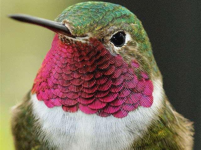 Hummingbird - Photo by Beth Applegate