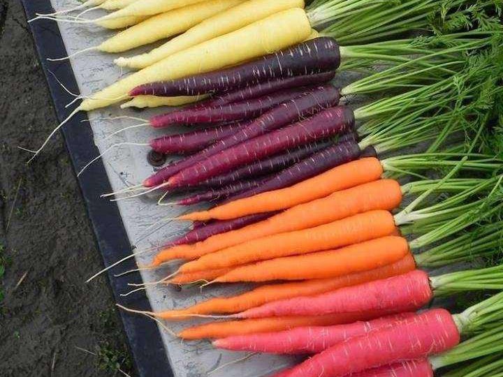 Colorful Carrots - Photo by Beth Applegate