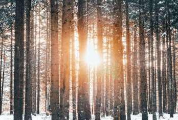 Sun Coming Through Woods - Photo by Beth Applegate
