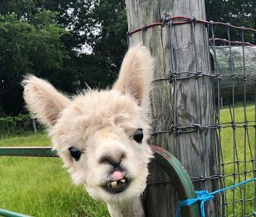 Alpaca - Photo by Beth Applegate 