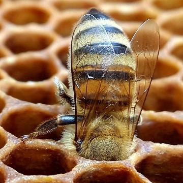 Bee in Honeycomb - Photo by Beth Applegate