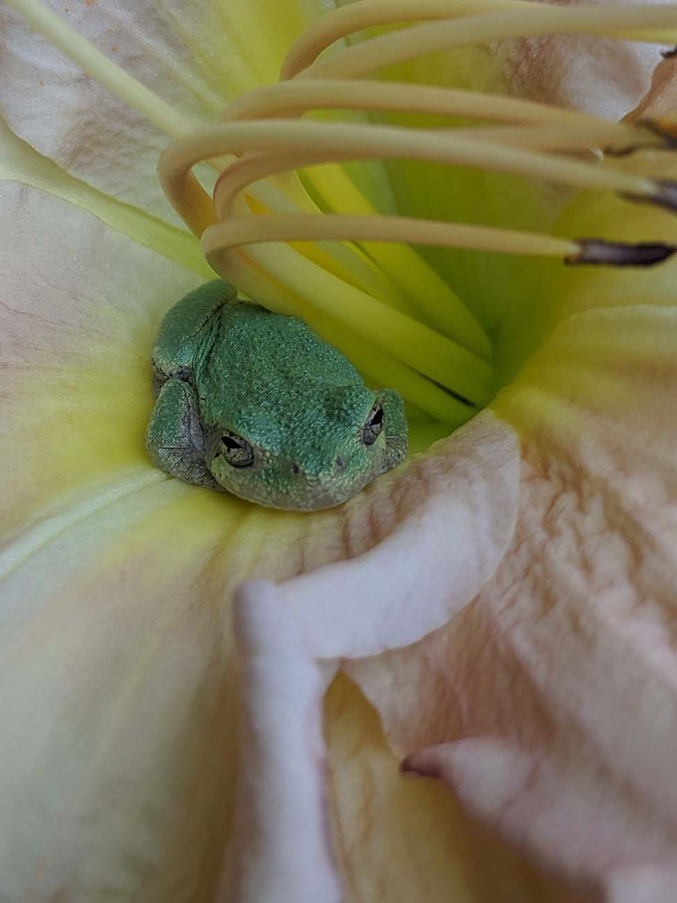 Frog in a Flower - Photo by Beth Applegate