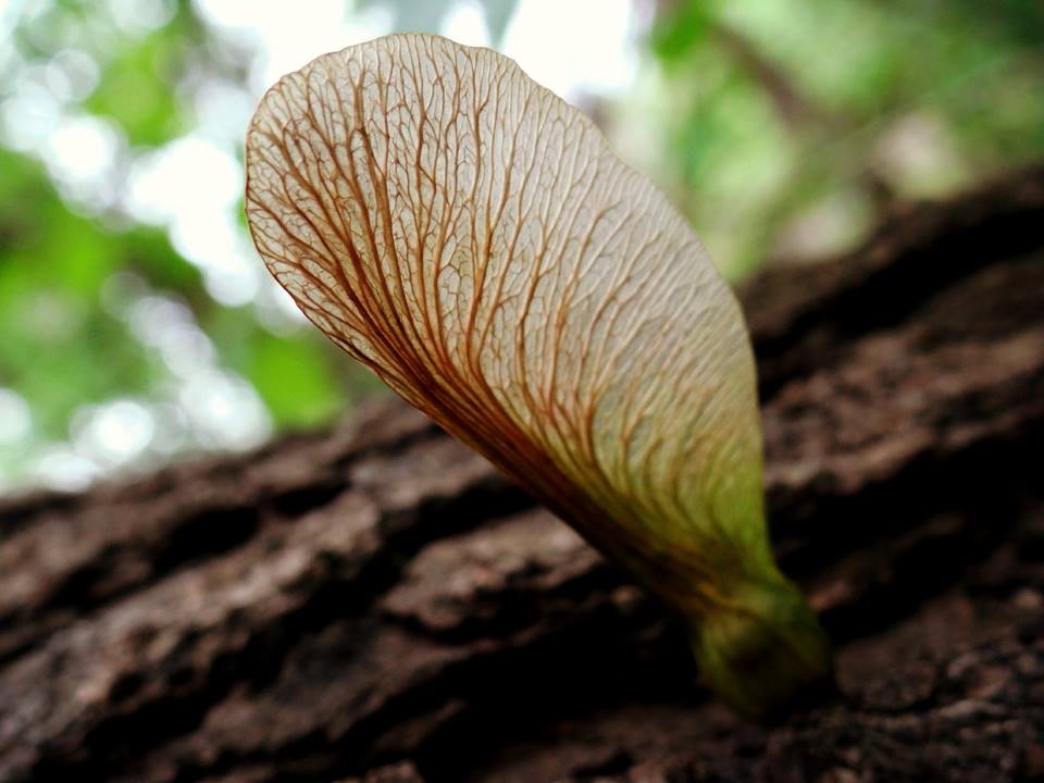 Tree Seed - Photo by Beth Applegate