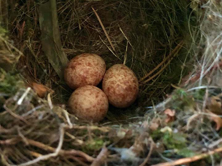 Birds Nest - Photo by Beth Applegate