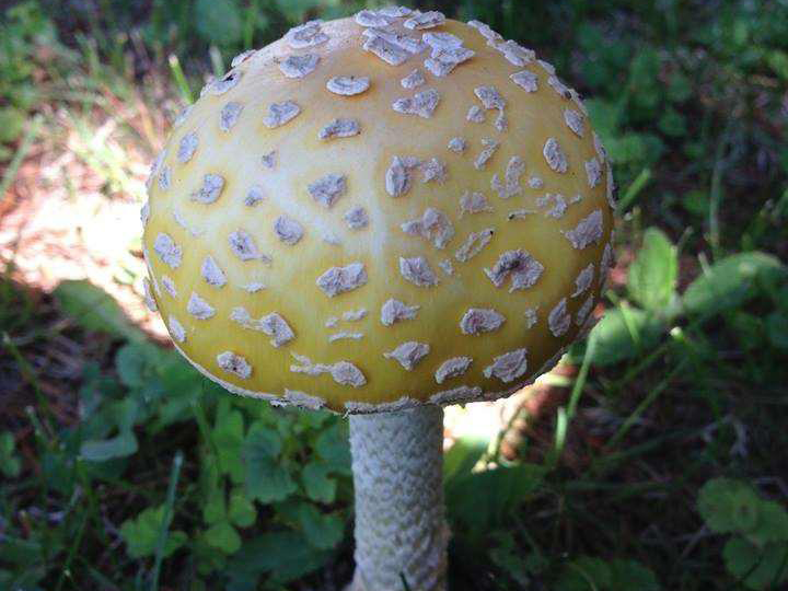 Mushroom - Photo by Beth Applegate Mushroom - Photo by Beth Applegate
