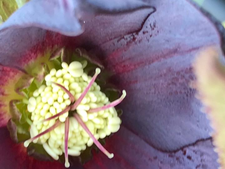 Purple Flower